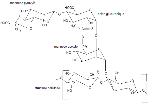 https://biochim-agro.univ-lille.fr/polysaccharides/res/xanthane.gif